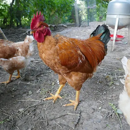 Robinson Aux Nuits Insolides D'agoumbat Beaumont-de-Lomagne