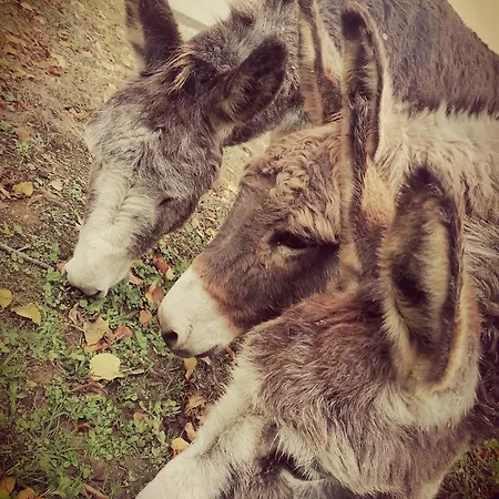 Robinson Aux Nuits Insolides D'agoumbat *