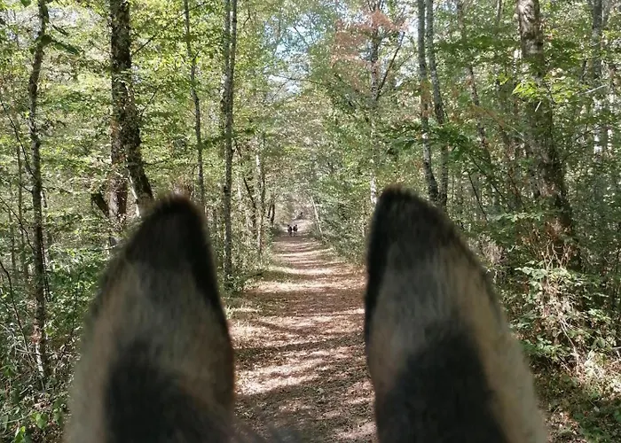 Robinson Aux Nuits Insolides D'agoumbat 럭셔리텐트 *